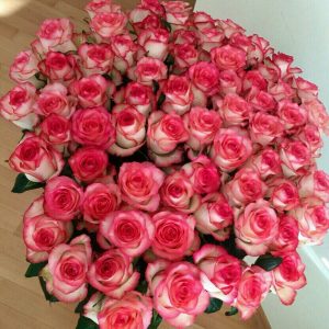 101 розовая роза Джумилия в Ивано-Франковске фото