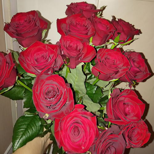 15 червоних роз в Івано-Франківську фото