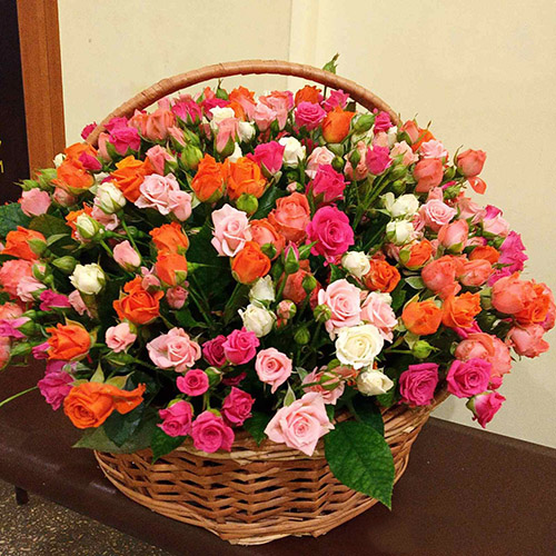 101 кущова троянда фото