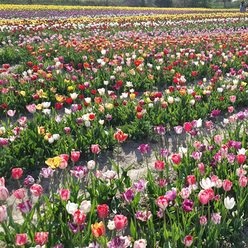 поле тюльпанів фото