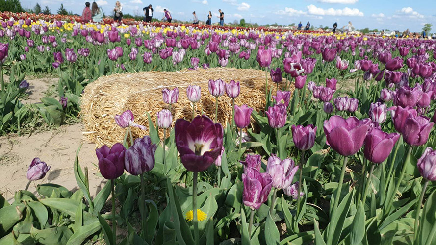 поле тюльпанів в ІФ поле тюльпанів в ІФ фото