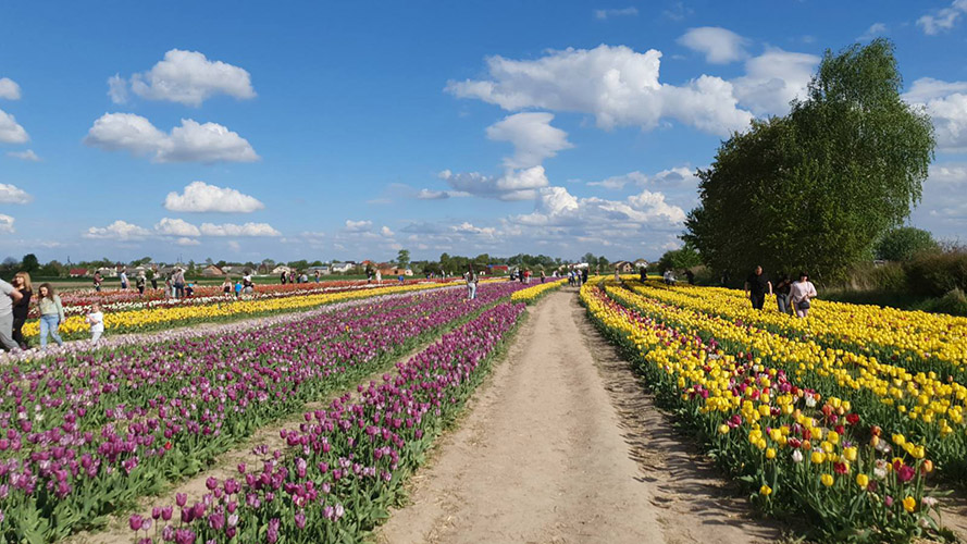 тюльпанове поле в Івано-Франківську тюльпанове поле в Івано-Франківську фото