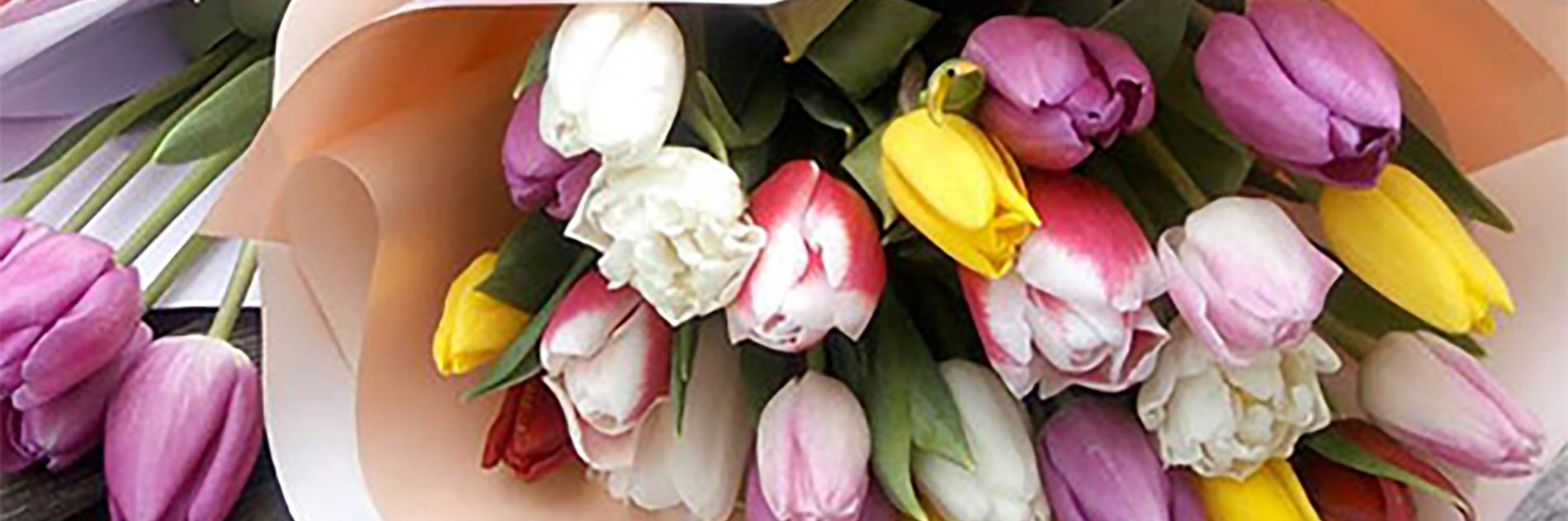 категория товаров Тюльпани | Івано-Франківськ | Роза ІФ