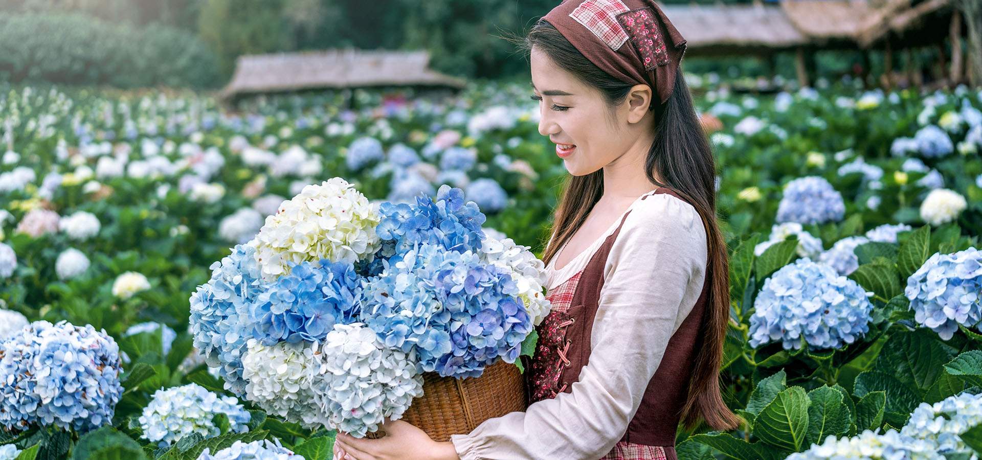 замовлення Гортензії в Івано-Франківську